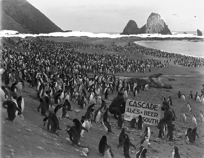 Frank Hurley’s photograph shows penguins on Nugget's Beach with a Cascade Beer sign