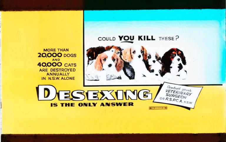 Glass Cinema Slide for the RSPCA dated 1975. The slide has an image of a bunch of cute puppies with text saying, "could you kill these?" and "desexing is the only answer".