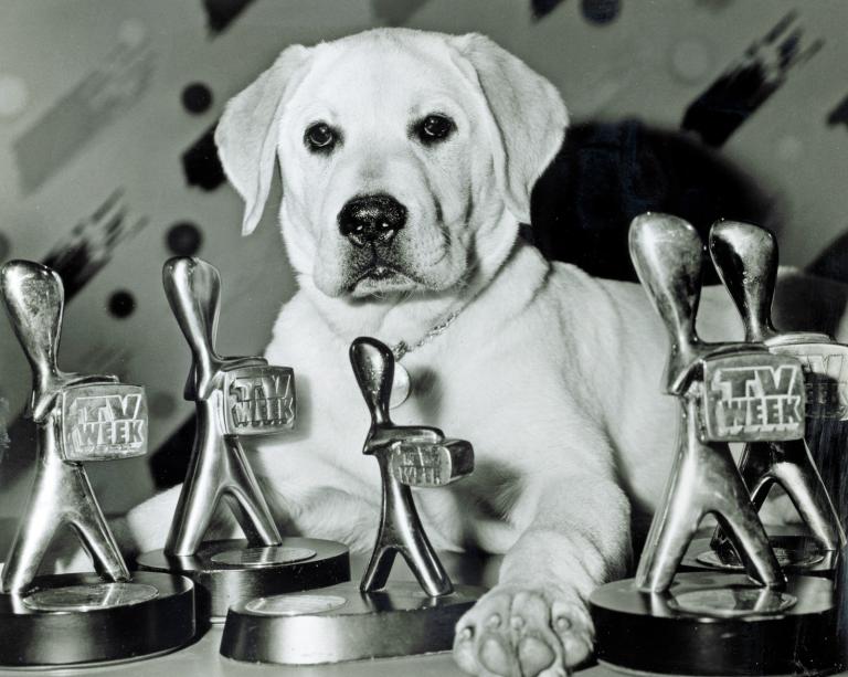 A labrador puppy named Logie sits among 5 TV Week Logie awards belonging to his owner Simon Townsend.