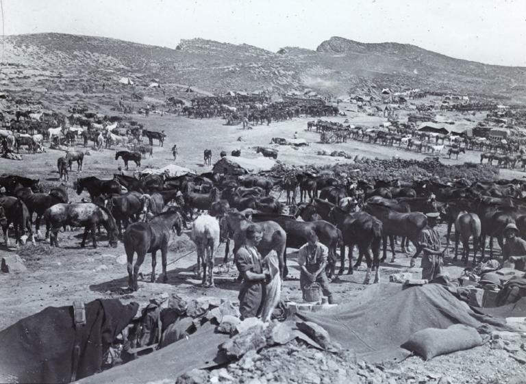 Light Horse Regiment setting up at Suvla Bay