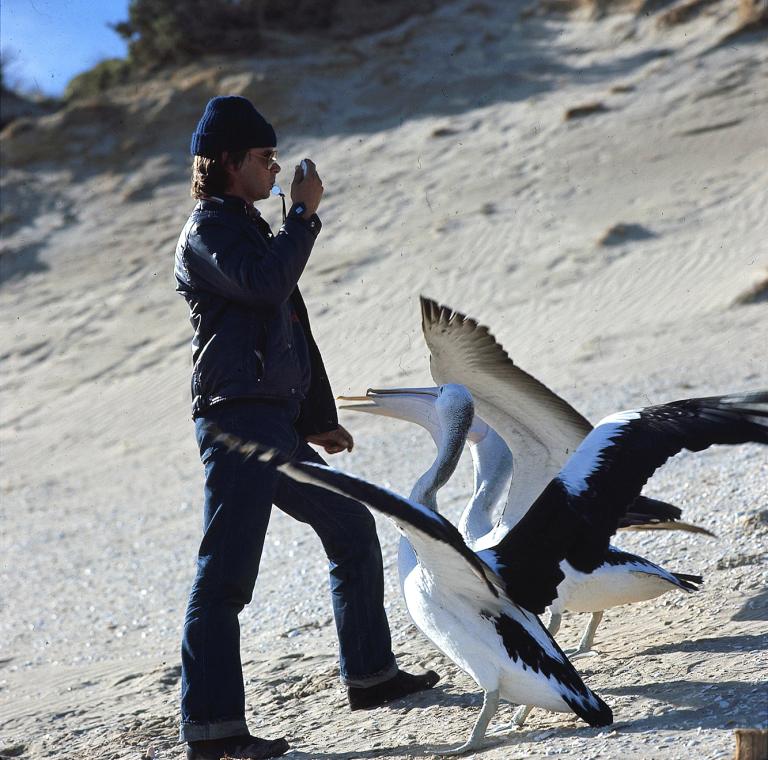 Pelican trainer Gordon Noble with a whistle in his mouth on the beach set of Storm Boy with two pelicans