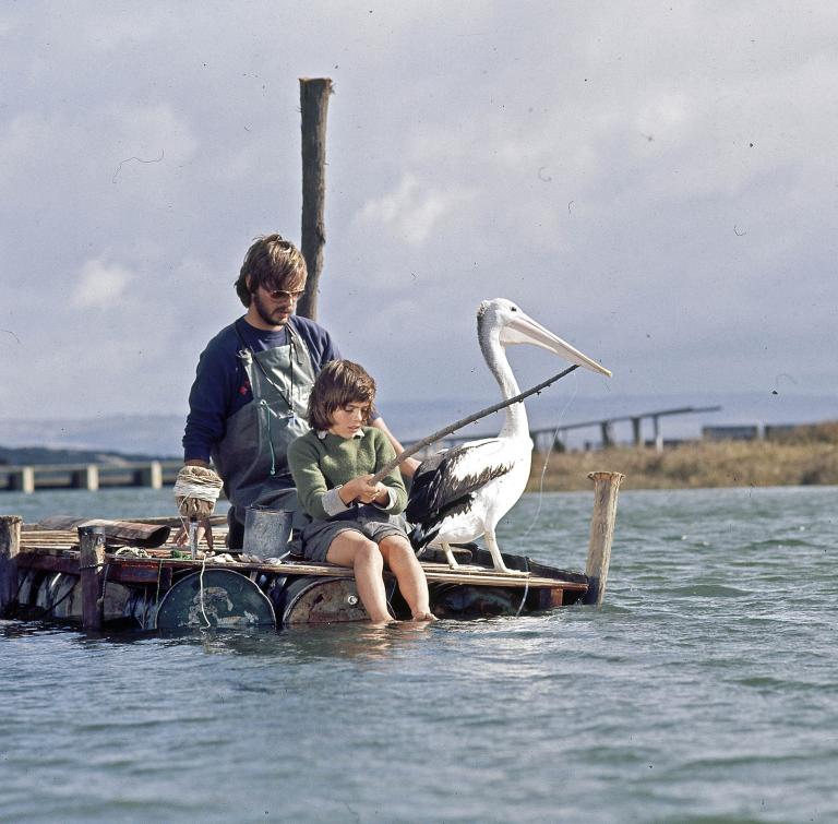Production still from the set of Storm Boy showing pelican trainer Gordon Noble, Greg Rowe (Storm Boy) and pelican all sitting on a pier near the water