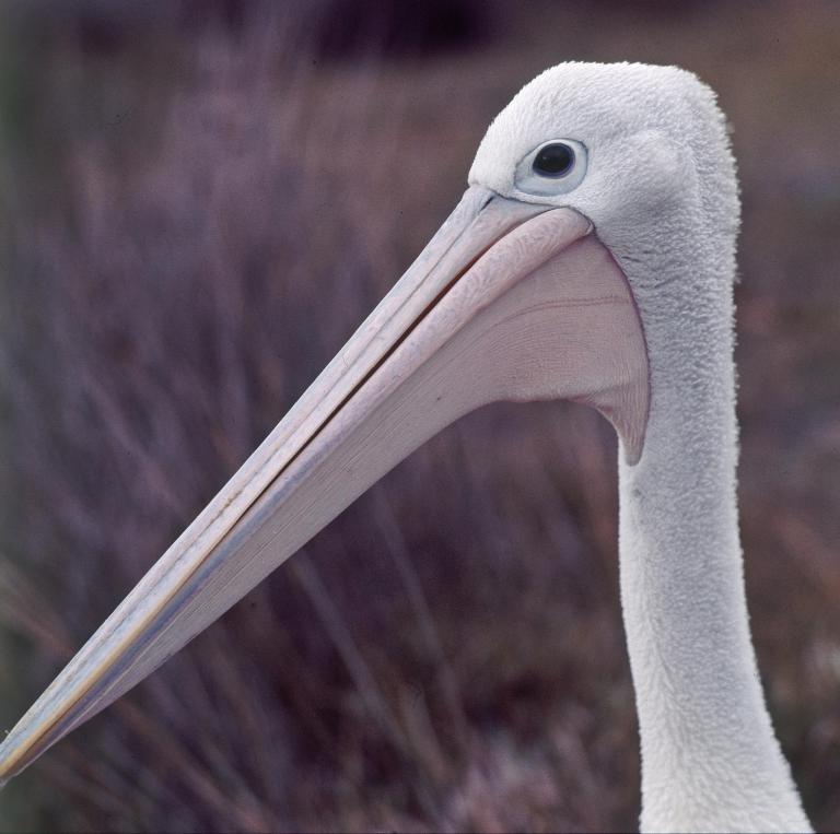 Portrait of a pelican featuring in the film Storm Boy looking at the camera