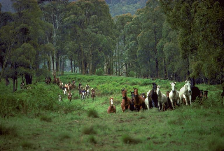 Horse riders chase a mob of brumbies through a luch green landscape