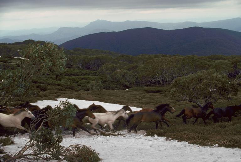 Brumbies galloping through the snow