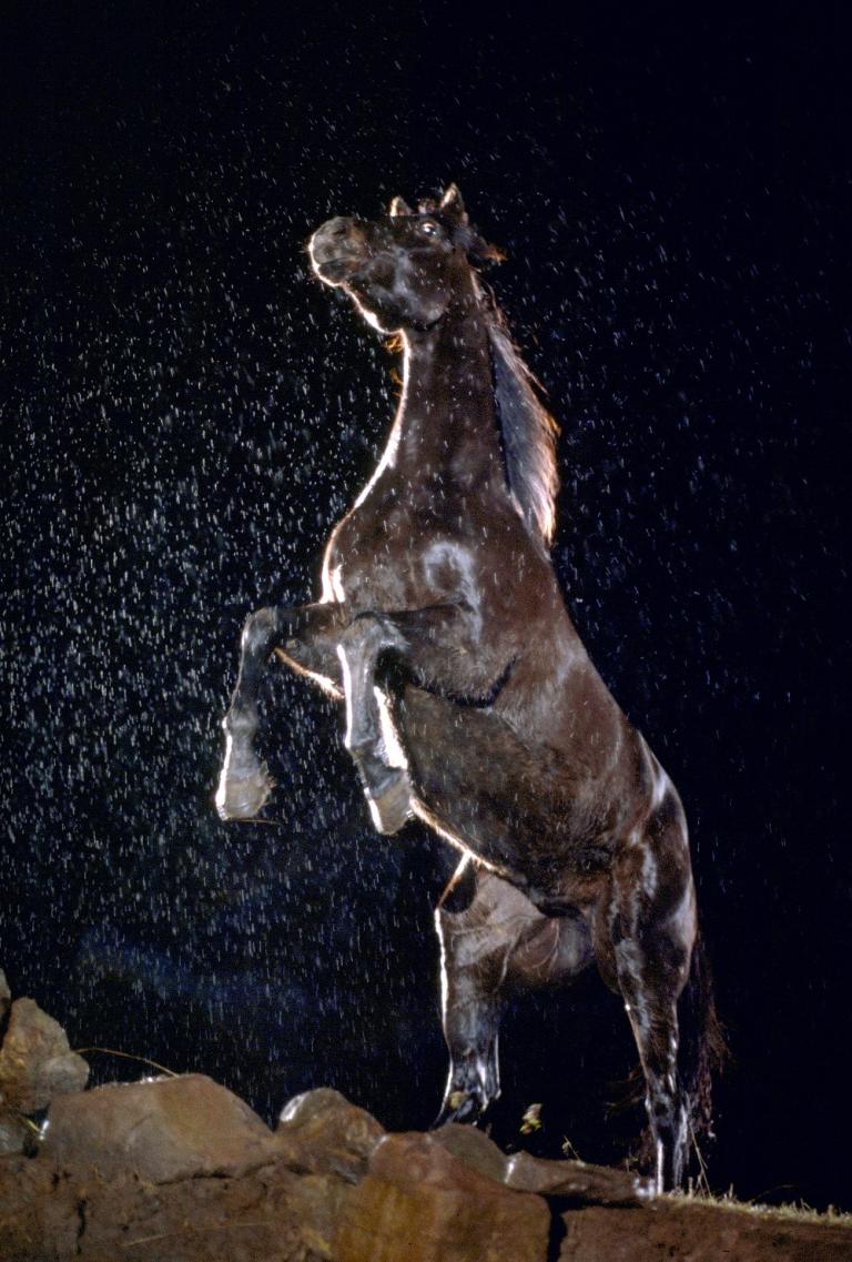 A black stallion rears on stony ground with snow falling at night