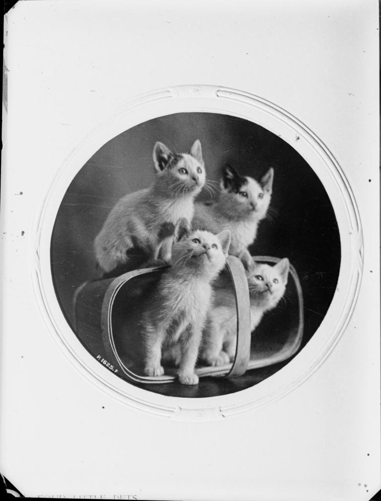 Four small white kittens sitting inside and on top of a cane basket. 
