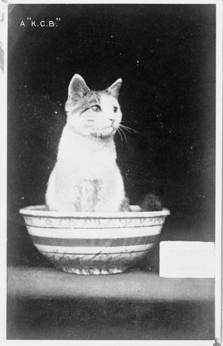 Cat sitting in a bowl, circa 1905. Text on image reads 'A "K.C.B."'