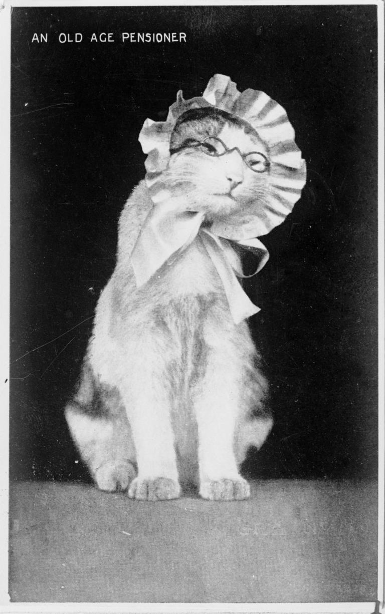 Glass slide image of a cat wearing reading glasses and a bonnet, circa 1905. Text on photo reads 'An old age pensioner'