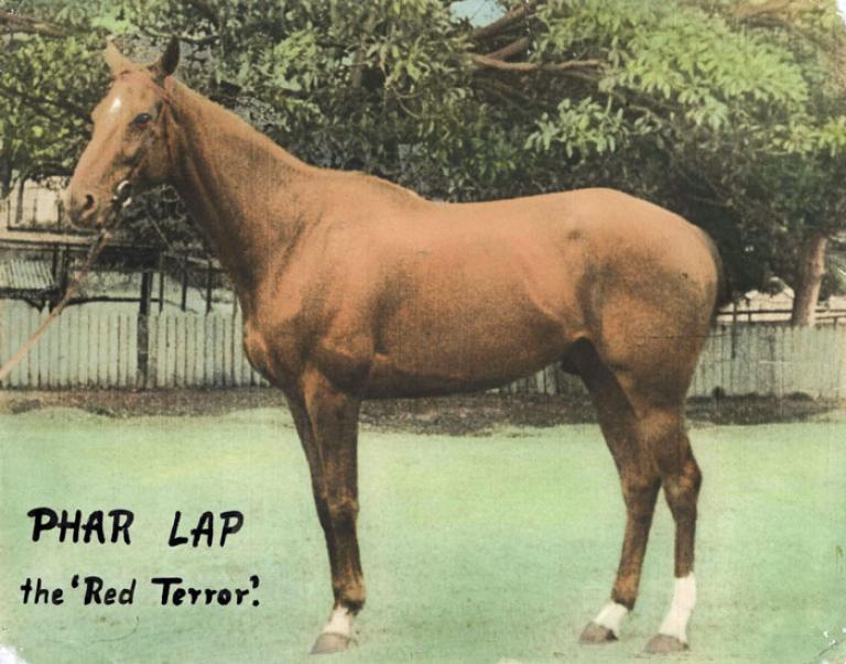 A hand-coloured lobby card depicting Phar Lap with the words 'Phar Lap the 'red terror'' written below.