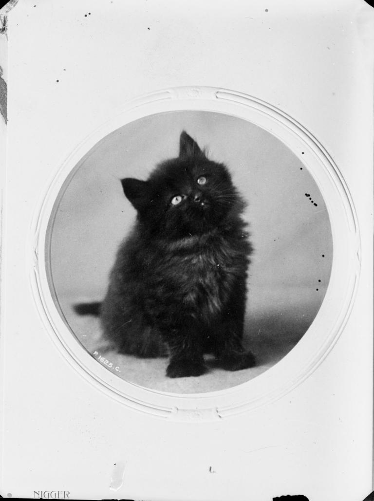 Glass slide image of a cute, fluffy black kitten, circa 1905