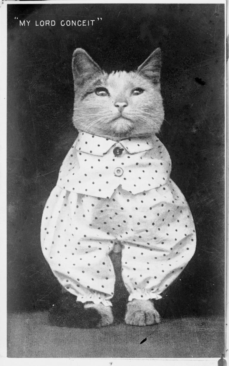 Cat wearing a spotted suit. The writing on the photo reads 'My Lord Conceit'