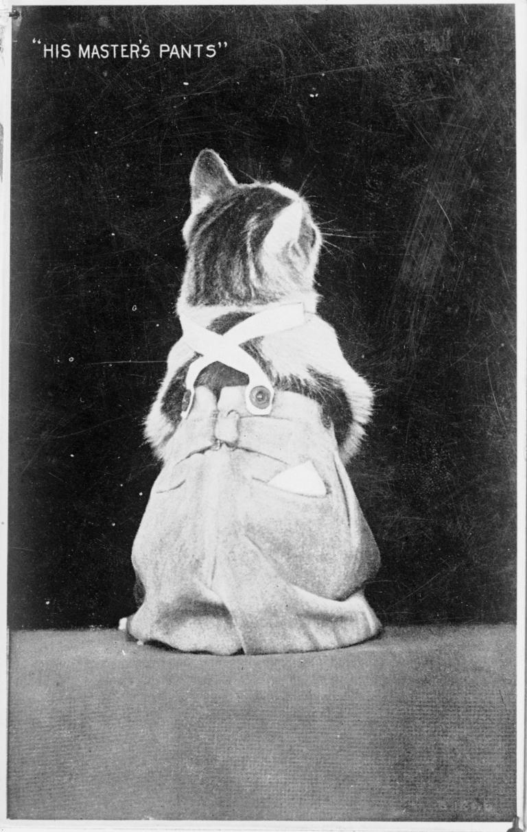 Cat with his back to camera wearing a pair of overalls. Written on the photo are the words 'His Master's Pants'.
