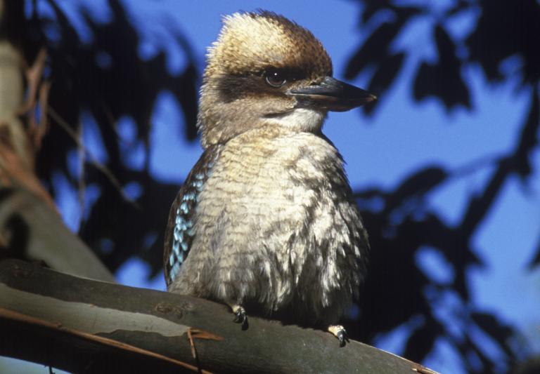 Close-up of a kookaburra sitting in a tree.
