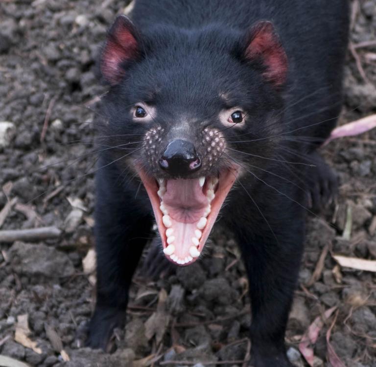 A Tasmanian devil growls at the camera with its mouth revealing all of its teeth.