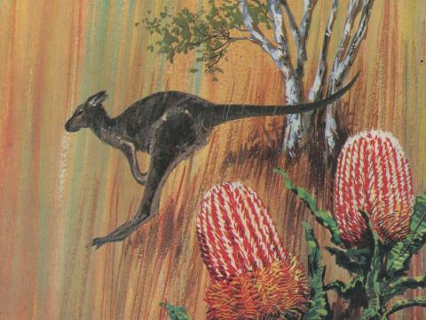An illustration of a kangaroo bounding through the bush with two waratah flowers in the foreground