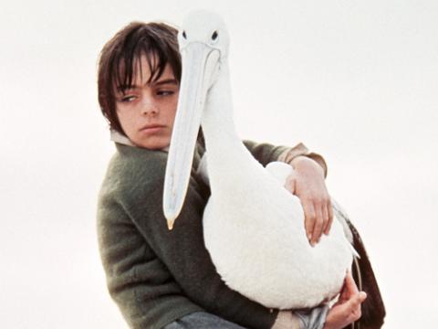 Greg Rowe as Storm Boy holds Mr Percival the pelican as they sit on a boat together. Greg looks very sad.