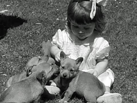 Little girl plays with a litter of corgi puppies, circa 1950.