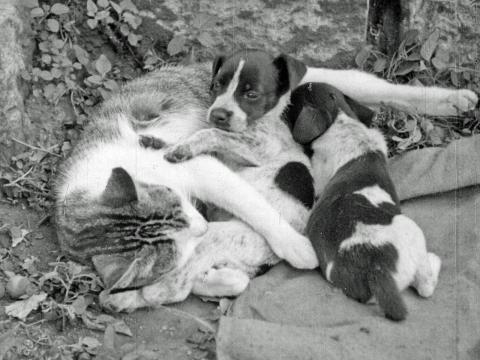 A cat nurses two small, orphaned terrier puppies, circa 1940