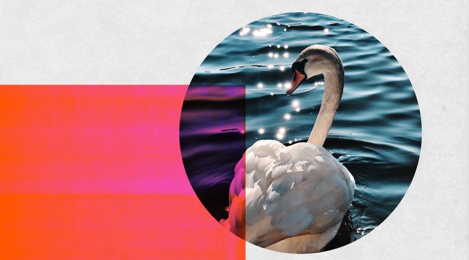 A swan in some water, inset in a circle on an image with a brightly coloured graphic treatment partially over it.