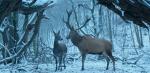A stag and a deer in a snowy wooded area.