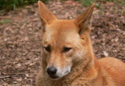 Photo of a dingo