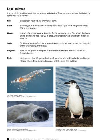 A page from the Home of the Blizzard teachers' guide showing information and images of Antarctic animals