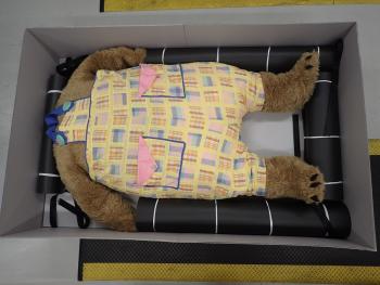 Overhead image of a bear costume, minus the head, in an archival box