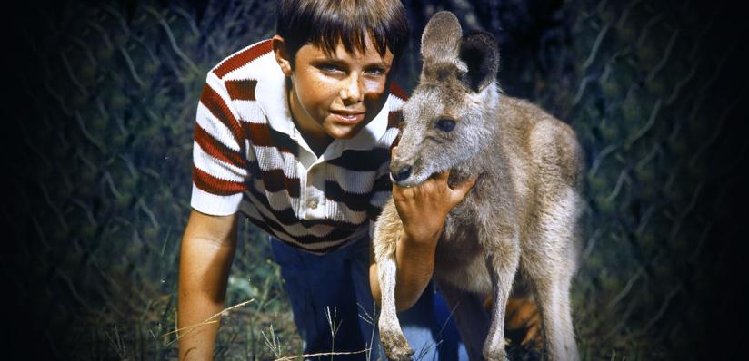 A young boy in a striped t-shirt crouched down in the grass next to a kangaroo, in a still from the TV show 'Skippy'.