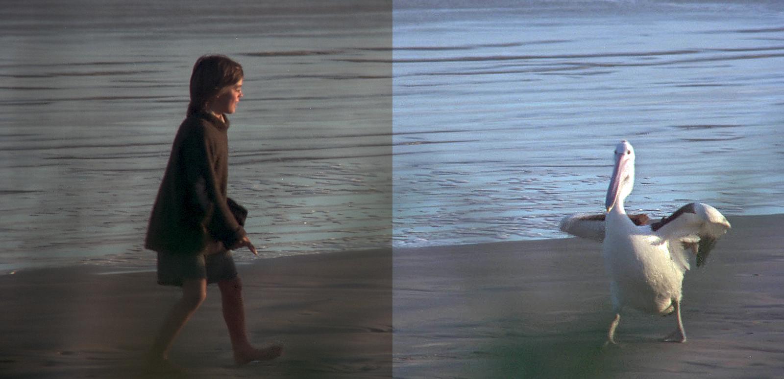 Scene from Storm Boy showing Greg Rowe and pelican on the beach.
