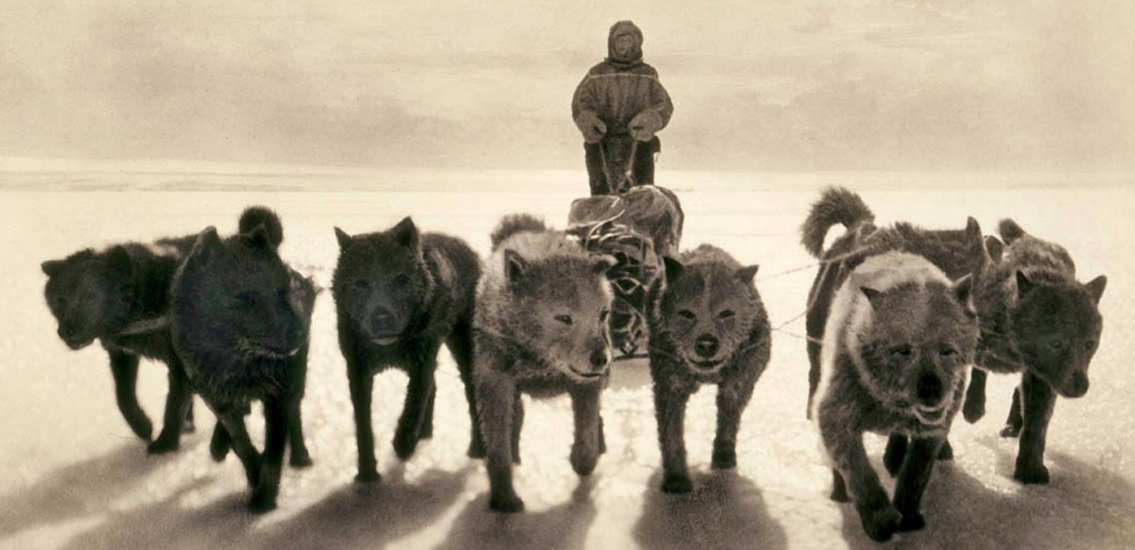 A line of dogs pulling a sledge on the 1911 Antarctic expedition. Holding on behind the sledge is a man wearing gloves, a hood and warm clothing