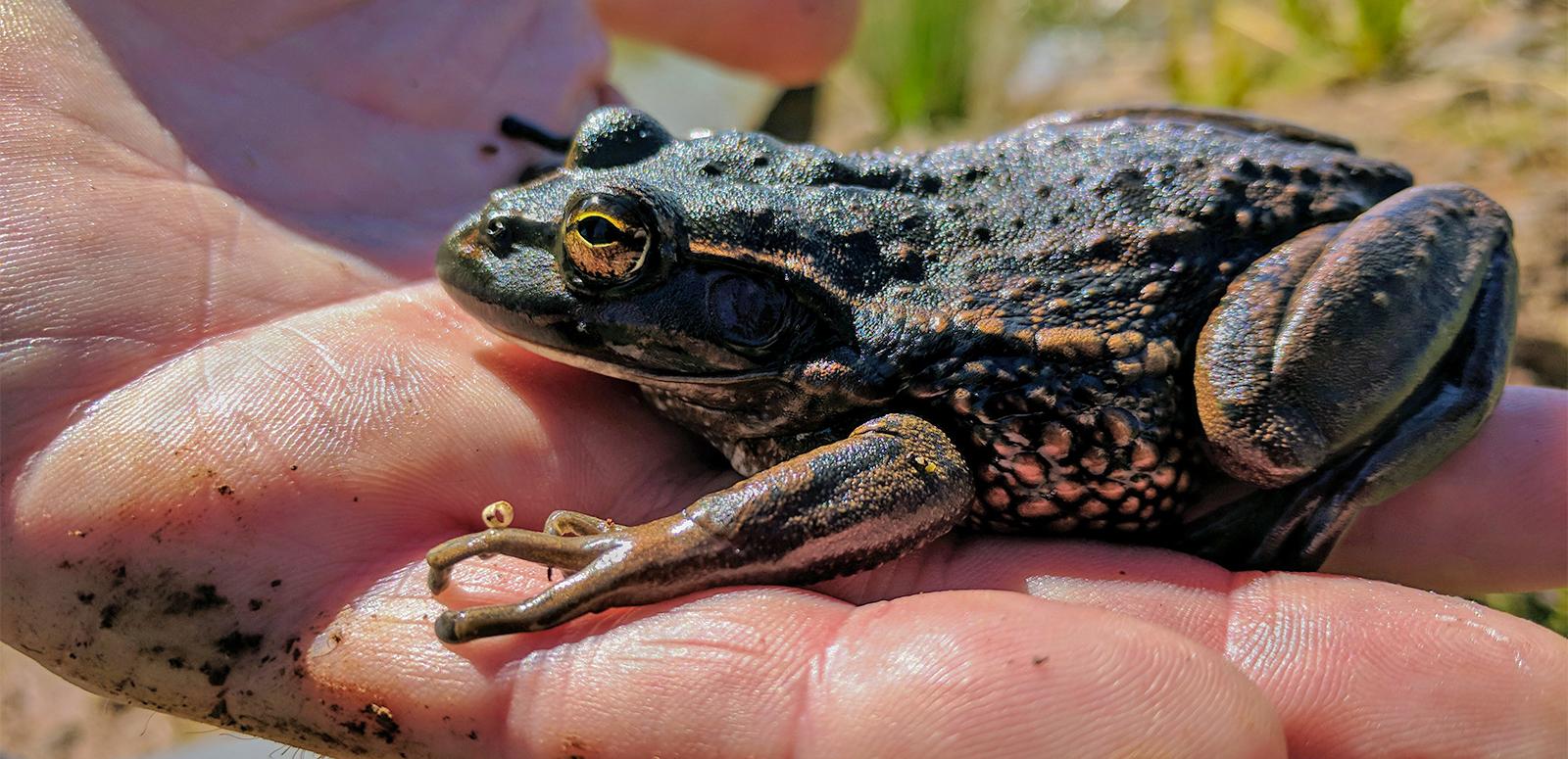 A growling grass frog sitting on the fingers of a man's hand
