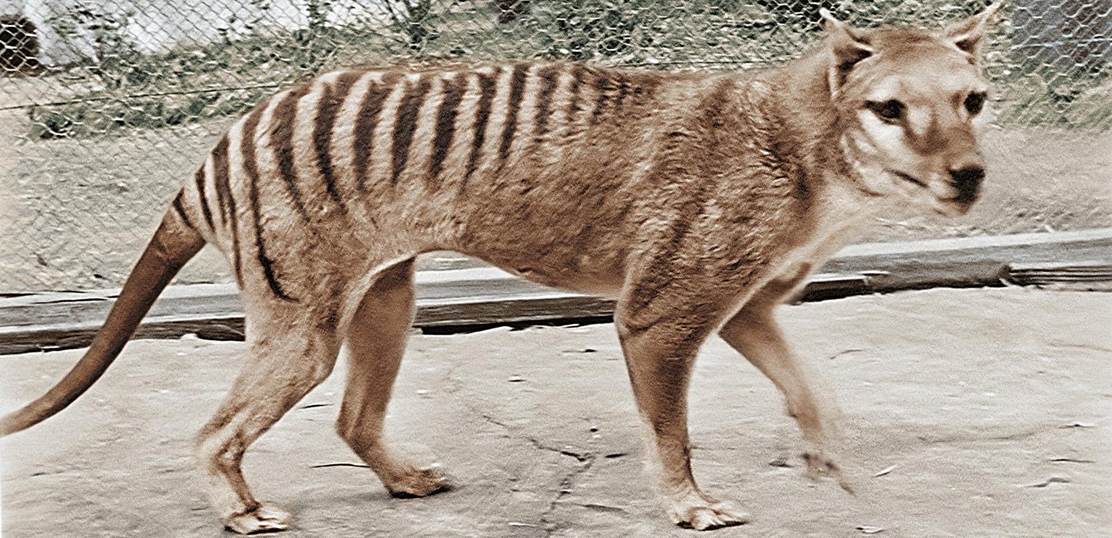 Colourised image of a thylacine in a pen at Hobart Zoo
