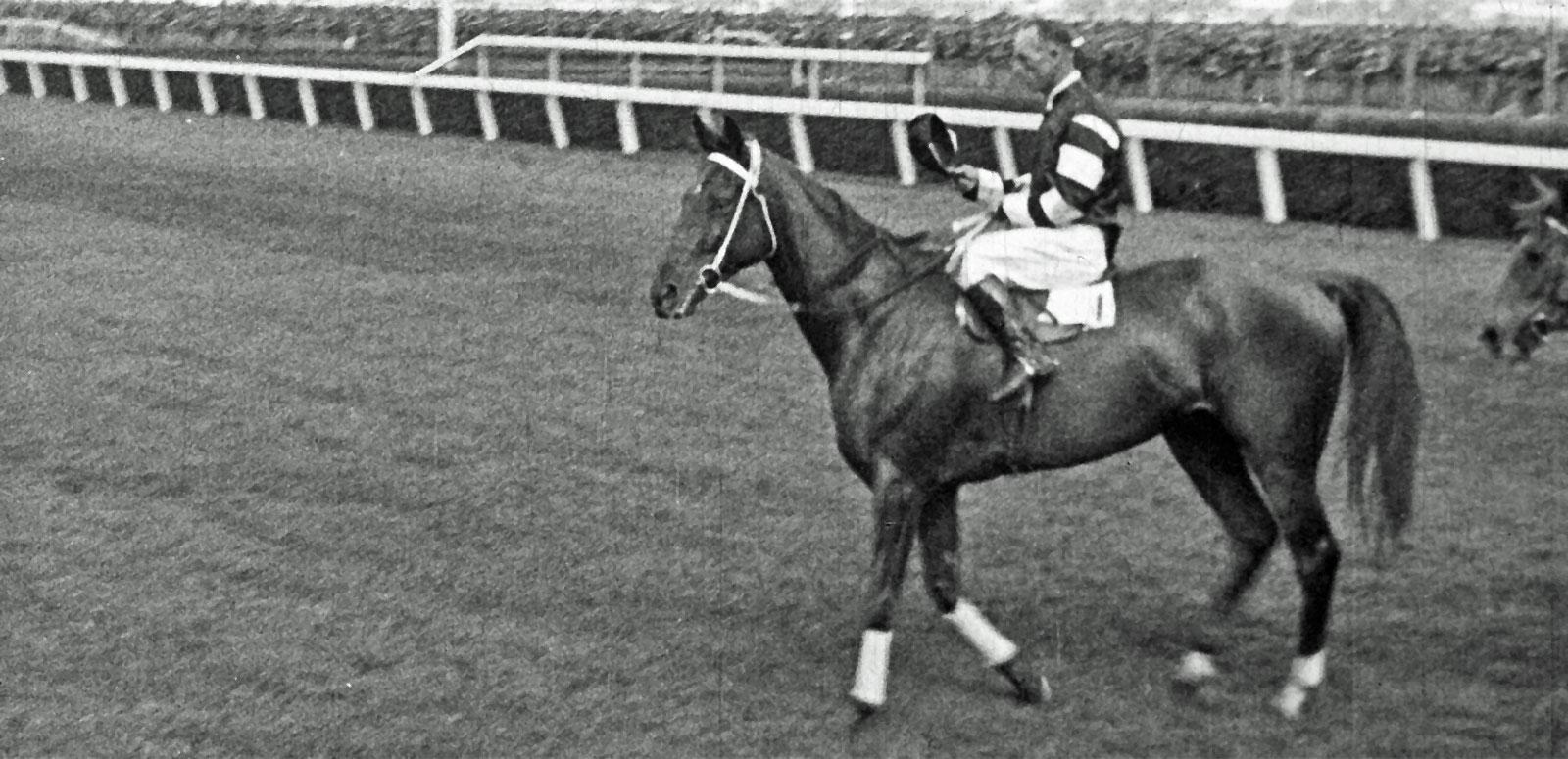 Phar Lap being ridden by jockey Jim Pike just after winning the 1930 Melbourne Cup race