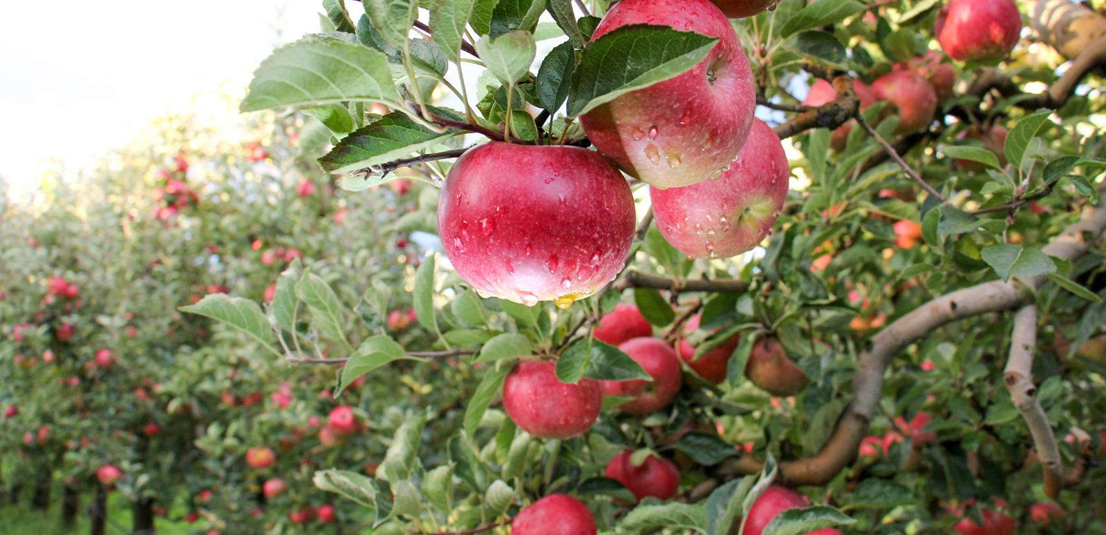 Close up of some apples on a tree in an apple orchard
