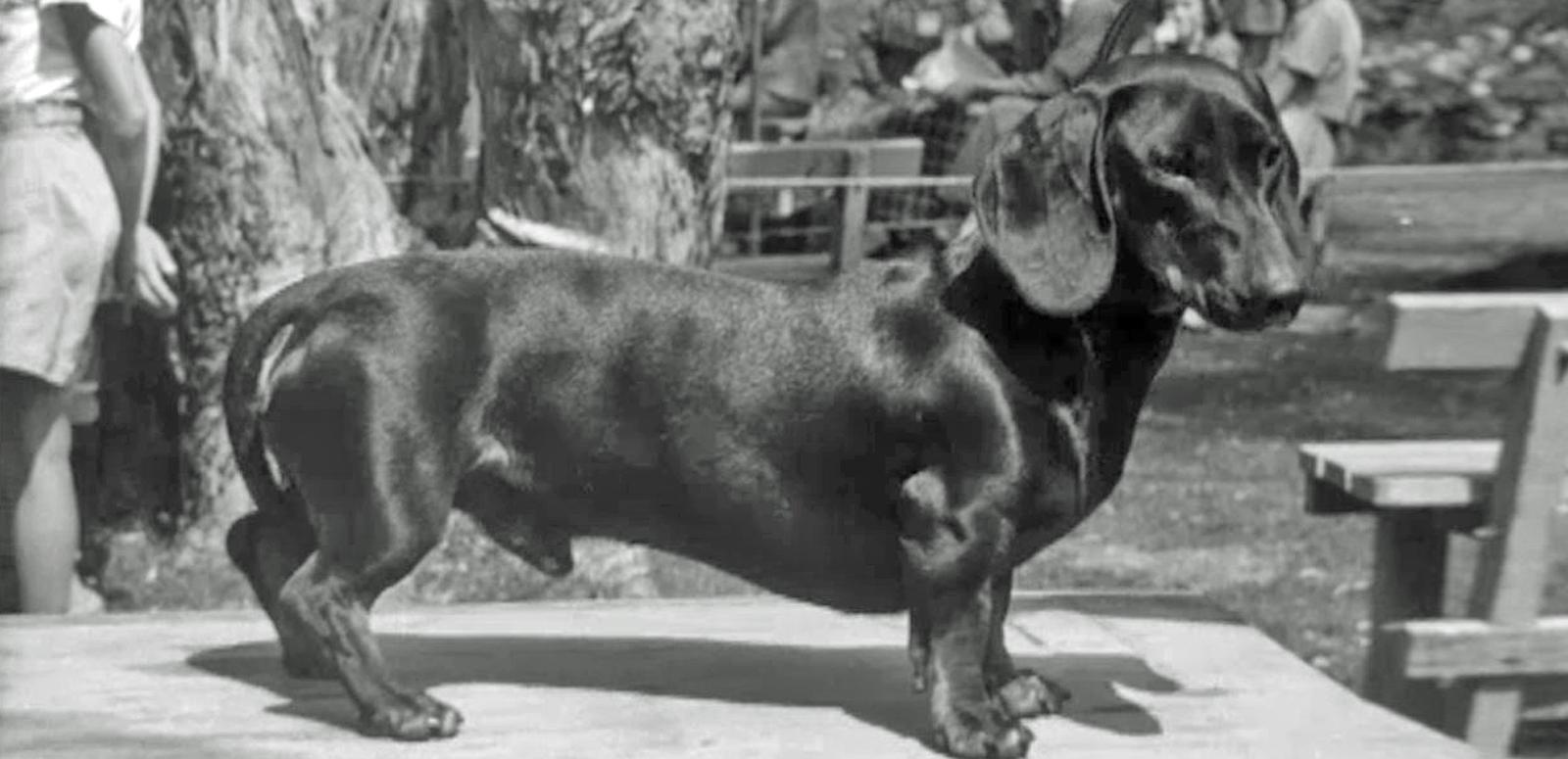 A dachshund dog stands on a judging table at a dog show in Sydney, circa 1940. 