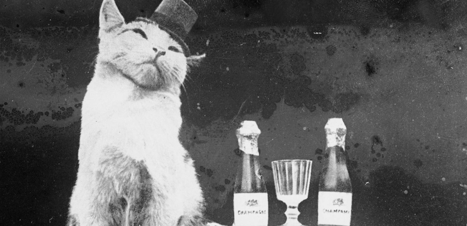 Cat wearing a top hat and sitting next to a small table with champagne bottles and glasses on top.