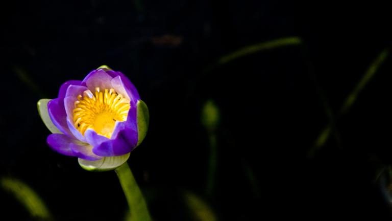 A yellow and purple flower in the wild