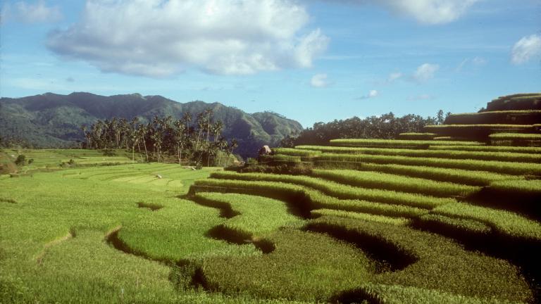 Balinese rice terraces