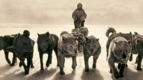 A line of dogs pulling a sledge on the 1911 Antarctic expedition. Holding on behind the sledge is a man wearing gloves, a hood and warm clothing