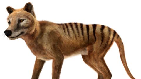 A 3D rendering of an extinct thylacine, or Tasmanian Tiger