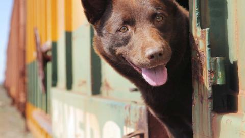 Red Dog, a kelpie-cattle dog cross, pokes his head out of the window of a travelling train