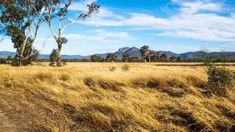 A grassy field in rural Australia with gum trees and mountains in the background