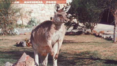 Skippy the kangaroo on a rock with Waratah National Park headquarters in the background