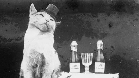 Cat wearing a top hat and sitting next to a small table with champagne bottles and glasses on top.