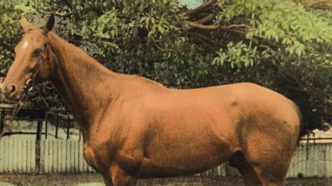 A hand-coloured image of Phar Lap, the 'red terror'. He is a beautiful horse. He stands alone outside.