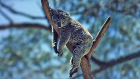 A koala sleeping in the branches of a tree. 